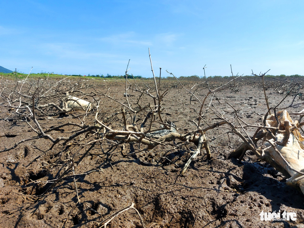 A swath of mangrove forest in Ky Anh Town, Ha Tinh Province, Vietnam. Photo: Le Minh / Tuoi Tre
