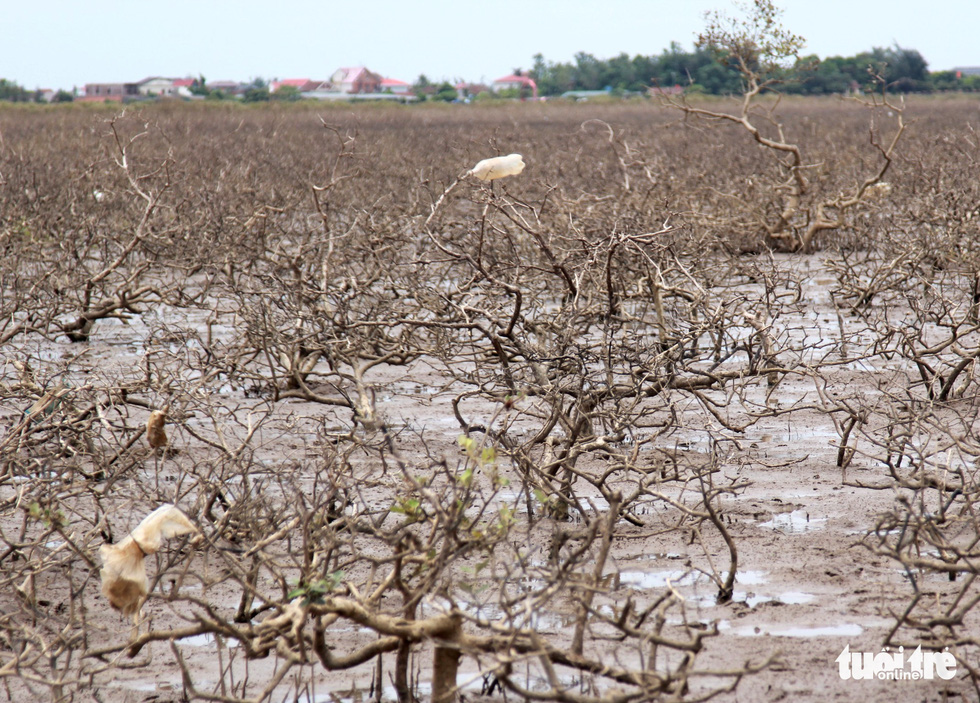 A swath of mangrove forest in Ky Anh Town, Ha Tinh Province, Vietnam. Photo: Le Minh / Tuoi Tre