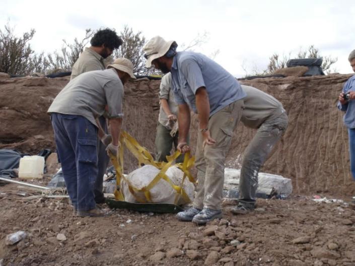 Meraxes gigas was dug up over the course of four years during field expeditions in the northern Patagonia region of Argentina. Photo: AFP