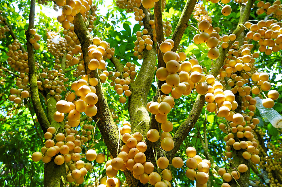 While visiting Tinh Bien, tourists can try local specialties, like burmese grapes. Photo: Duong Viet Anh / Tuoi Tre