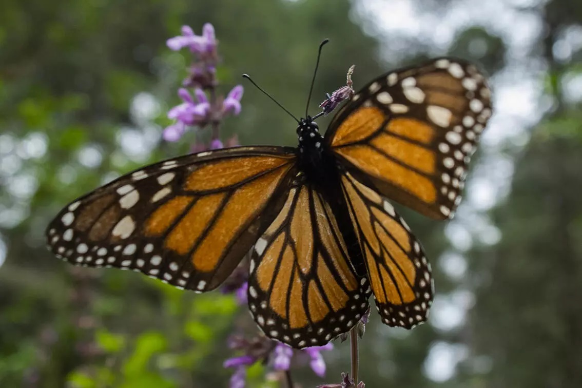 The migratory monarch butterfly is now classified as an endangered species on the Red List. Photo: Enrique Castro / AFP / File