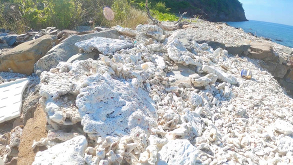 Dead corals at the Hon Mun Nature Reserve in Nha Trang City, Khanh Hoa Province, Vietnam. Photo: Tuan Khanh / Tuoi Tre