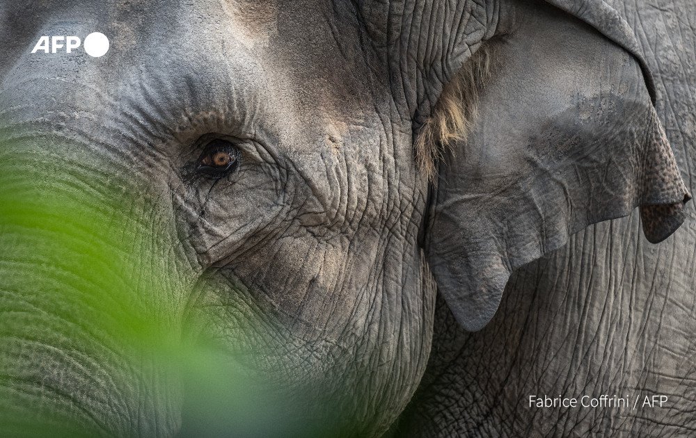 An Asian elephant (Elephas maximus) is seen at Kaeng Krachan elephant park at Zurich zoo on July 27, 2022. Photo: AFP