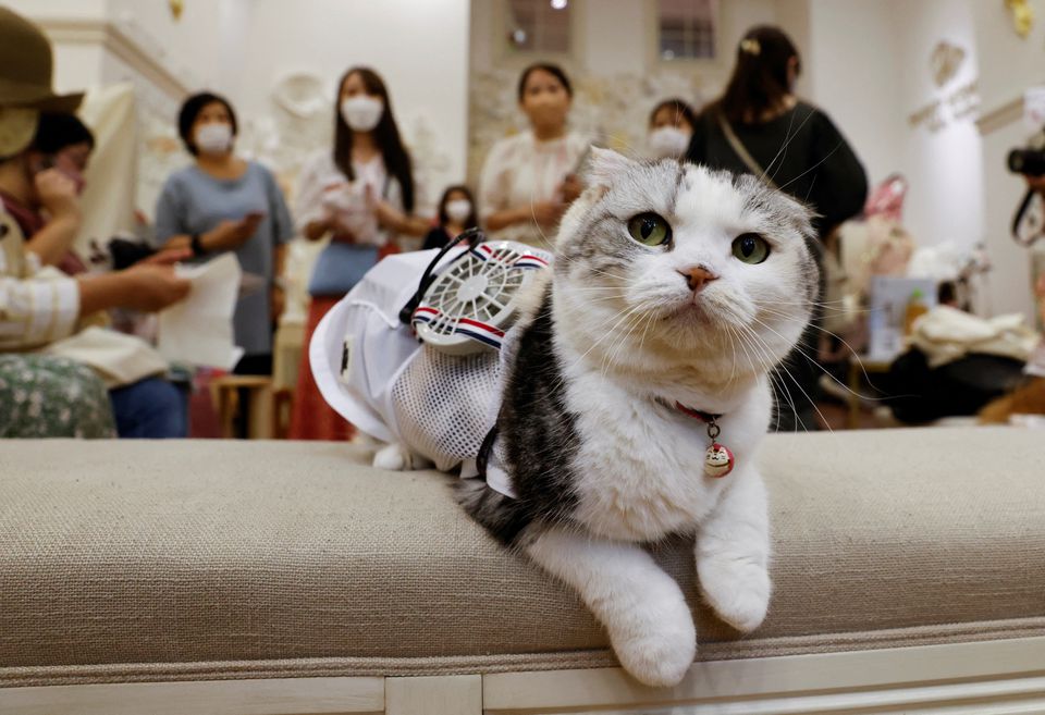 A 5-y-o Scottish Fold cat named Sun wears a battery-powered fan outfit for pets, developed by Japanese maternity clothing maker 'Sweet Mommy', during the company's promotional event in Tokyo, Japan July 28, 2022. Photo: Reuters