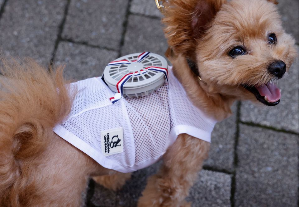 A 9-y-o female pet dog named Moco, a Pomeranian and Poodle Mix, wears a battery-powered fan outfit for pets, developed by Japanese maternity clothing maker 'Sweet Mommy', in Tokyo, Japan July 28, 2022. Photo: Reuters