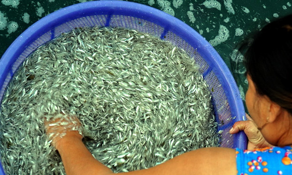 Anchovies dry under the sun. Photo: Hoang Loc / Tuoi Tre