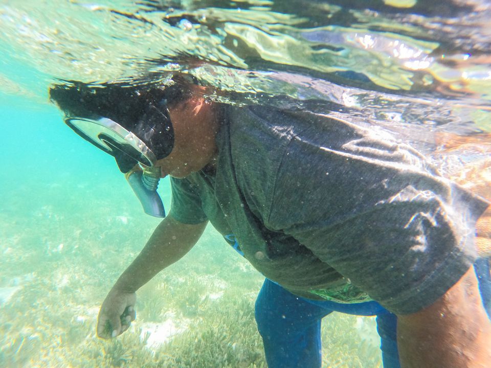 A Fijian fisherwoman snorkels to harvest sea grapes at sea, near Namuaimada village, Viti Levu, Fiji July 15, 2022. Photo: Reuters
