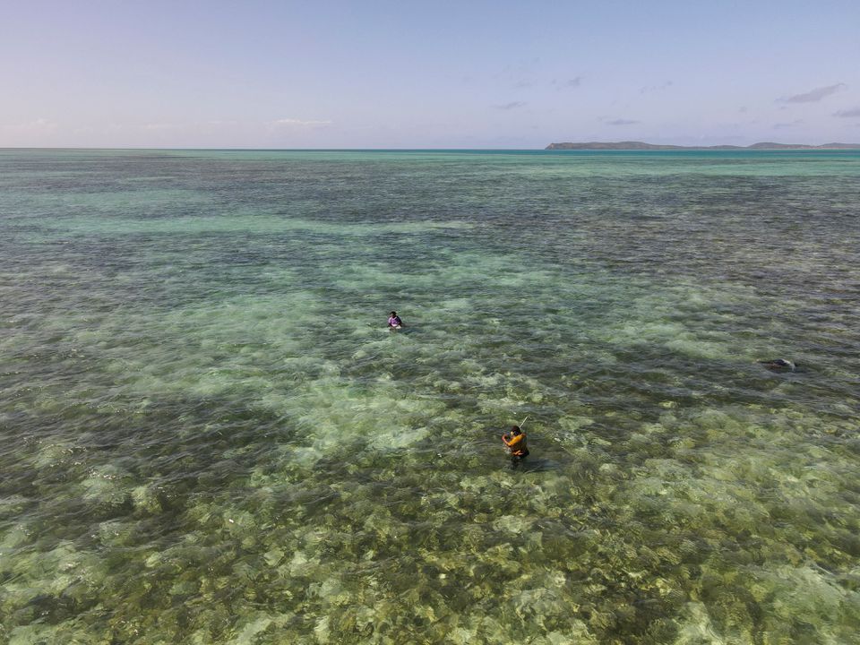 Fijian fisherwomen snorkel to harvest sea grapes at sea, near Namuaimada village, Viti Levu, Fiji July 15, 2022. Picture taken with a drone. Photo: Reuters