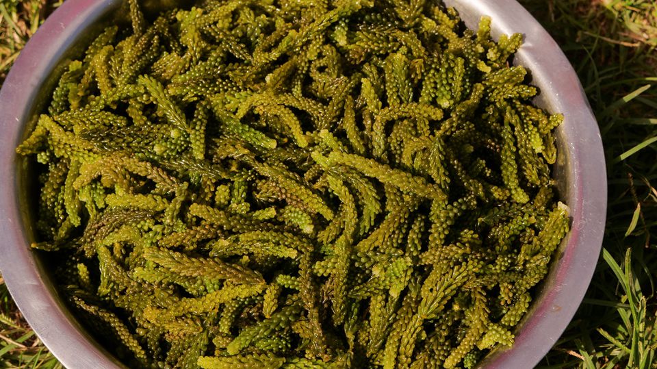 Sea grapes are piled up after harvest at sea, near Namuaimada village, Viti Levu, Fiji July 15, 2022. Photo: Reuters