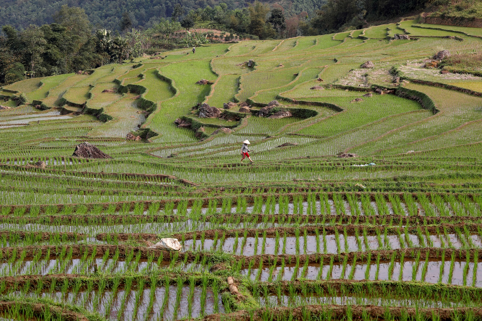 Raising Rice Thailand, Vietnam to cooperate in raising rice price in global market ...