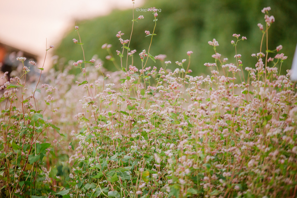 In September, the upland area of Mu Cang Chai is colorful and romantic, with many kinds of flowers, such as buckwheat and wild sunflowers. Photo: Hoang Diep / Tuoi Tre