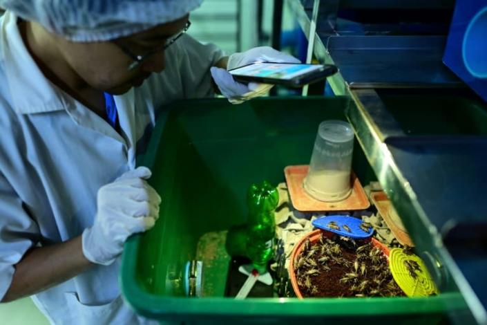 This photo taken on August 31, 2022 shows Thanaphum Muang-Ieam, owner of 'The Bricket cricket farm' using the torchlight from his smartphone to check crickets being raised inside containers at his farm in Bangkok. Photo: AFP