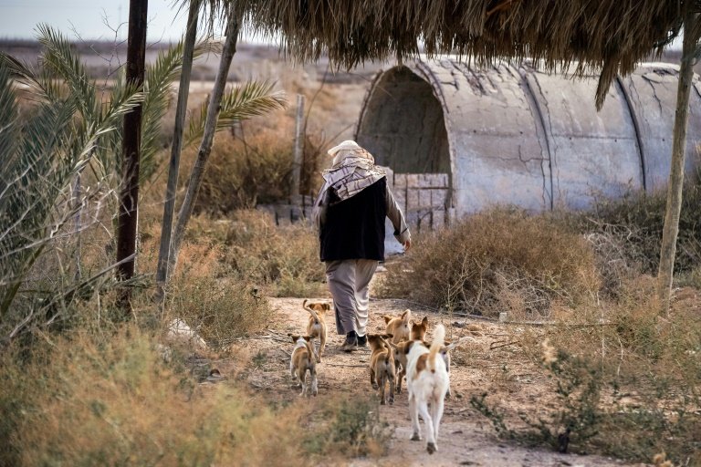 'There is no more life': despairing farmer Molla al-Rached and his dogs near the confluence of the Tigris and the Euphrates. Photo: AFP