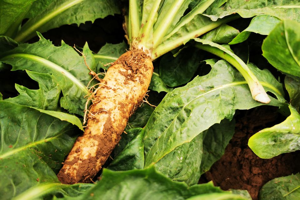 An endive bulb is seen lying on top of endive plants in Bouvines, France, September 15, 2022. Photo: Reuters