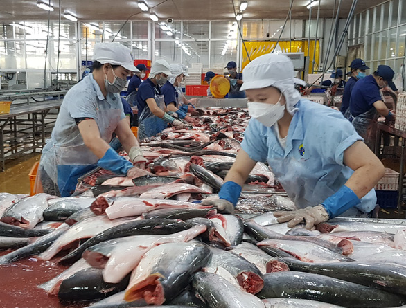 Tra fish is processed for export in An Giang. Photo: Minh Khang / Tuoi Tre