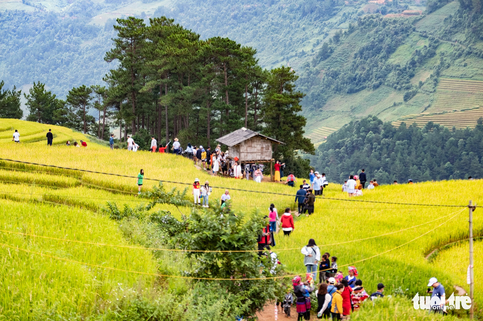 Visitors crowd a terraced field in Mo De Commune, Mu Cang Chai District, Vietnam. Photo: Nam Tran / Tuoi Tre