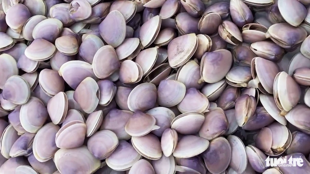 Although dozens of tons of clams washed ashore, most of them died. Photo: K. Linh / Tuoi Tre