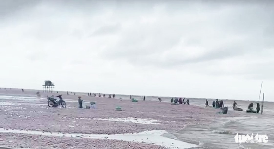 Local people rush to the alluvial land of Con Lu to collect washed-up shells. Photo: K. Linh / Tuoi Tre
