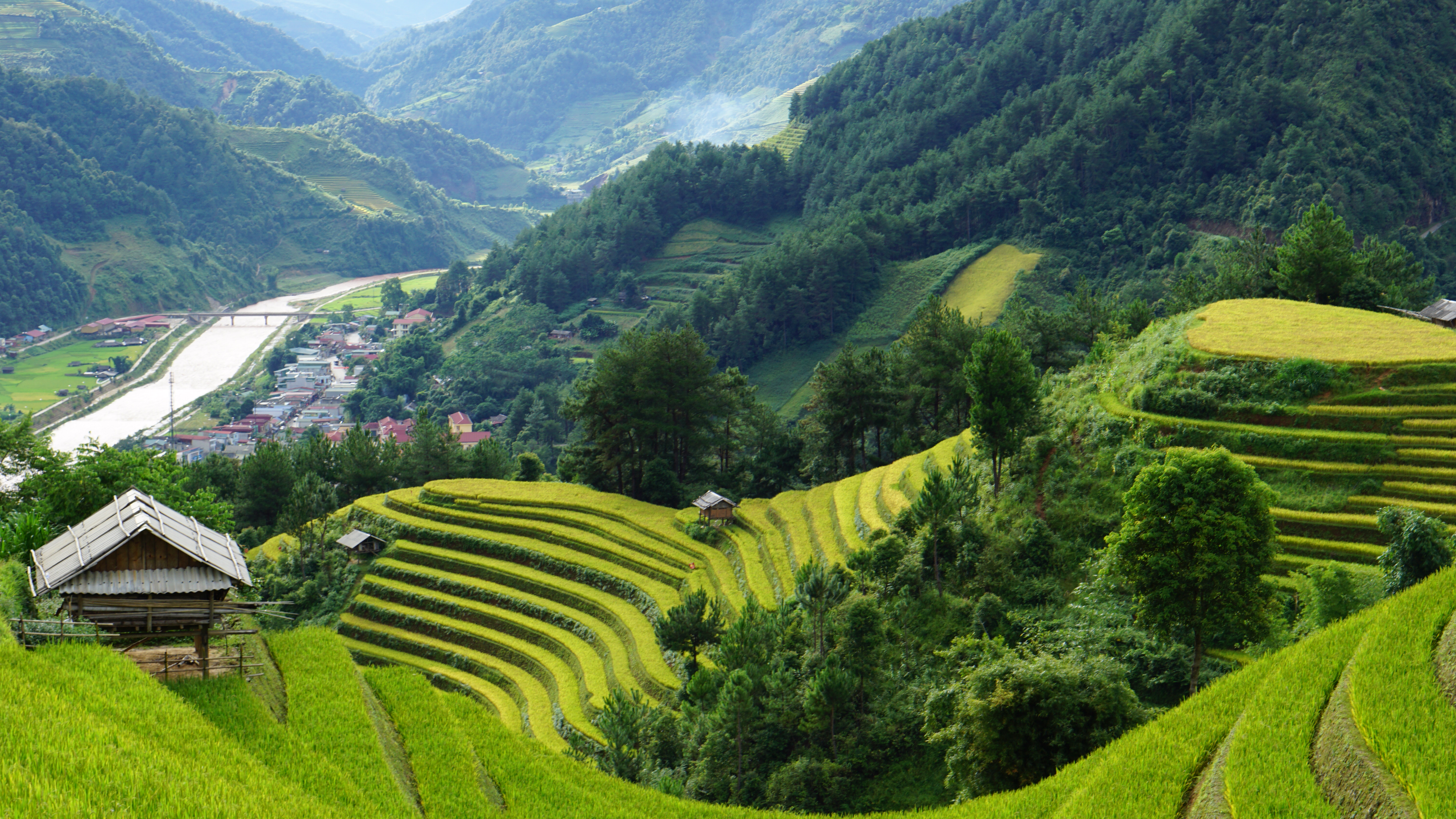 From September, terraced rice fields in Mu Cang Chai turn yellow. Photo: Vuong Anh / Tuoi Tre News