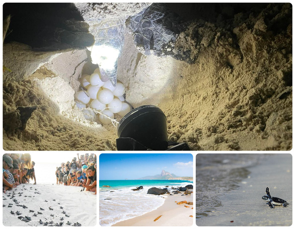 A tour to watch sea turtle hatching
