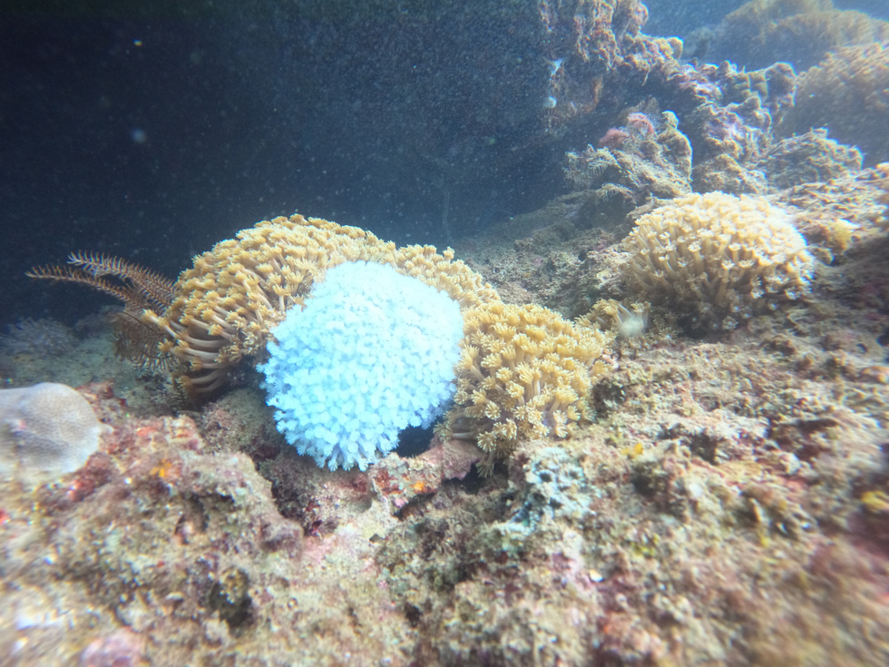 Travelers can see small coral reefs by just putting their foot in the waters. Photo: Hoang Thuy Duong