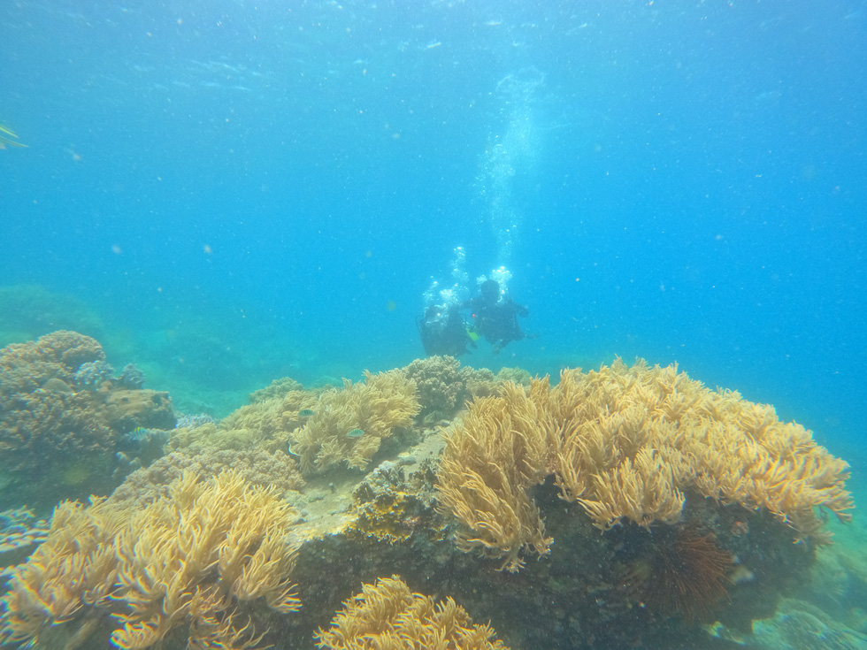 When travelers go scuba diving, the deeper they dive, the more they discover lots of large and colorful coral reefs. Photo: Hoang Thuy Duong