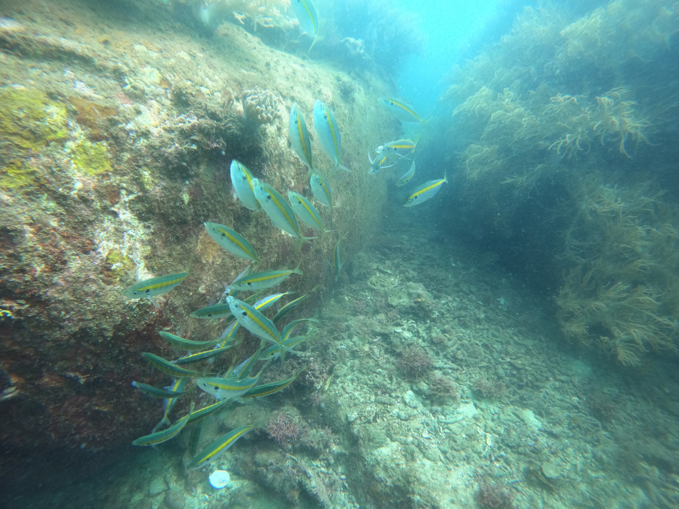 Van Phong Bay is home to a diverse ecosystem with 350 types of coral reefs and 270 fishes and shripms. Photo: Hoang Thuy Duong