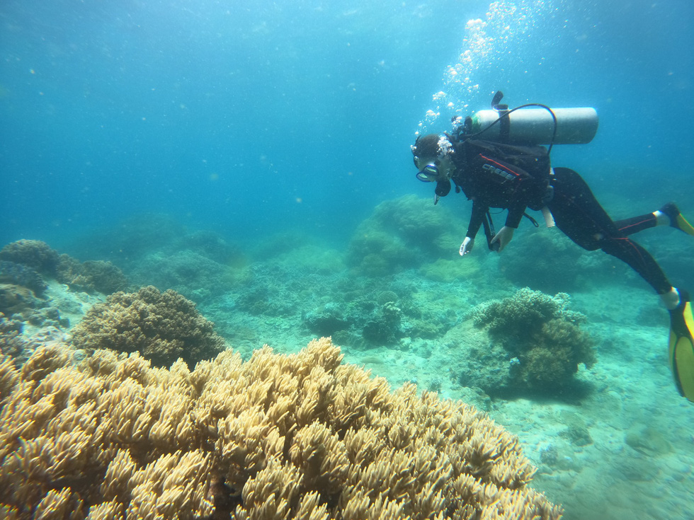 Scuba diving activities at Son Dung are quite convenient as the waters remain clear, calm and warm all year round. Photo: Hoang Thuy Duong