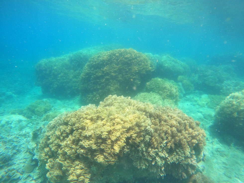 Van Phong Bay is renowned for coral reefs of different sizes and colors. Photo: Hoang Thuy Duong