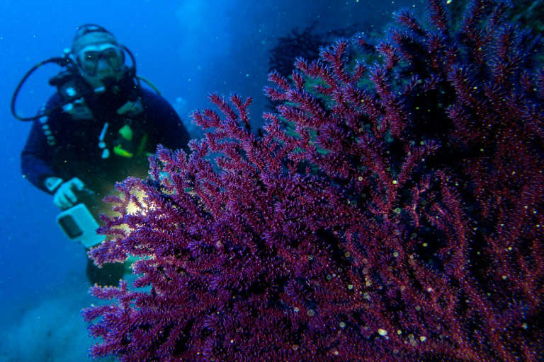 A diver looks at a Gorgonian (Eunicella labiata) in the Mediterranean Sea, near La Ciotat, southeastern France, on March 03, 2019. Photo: AFP