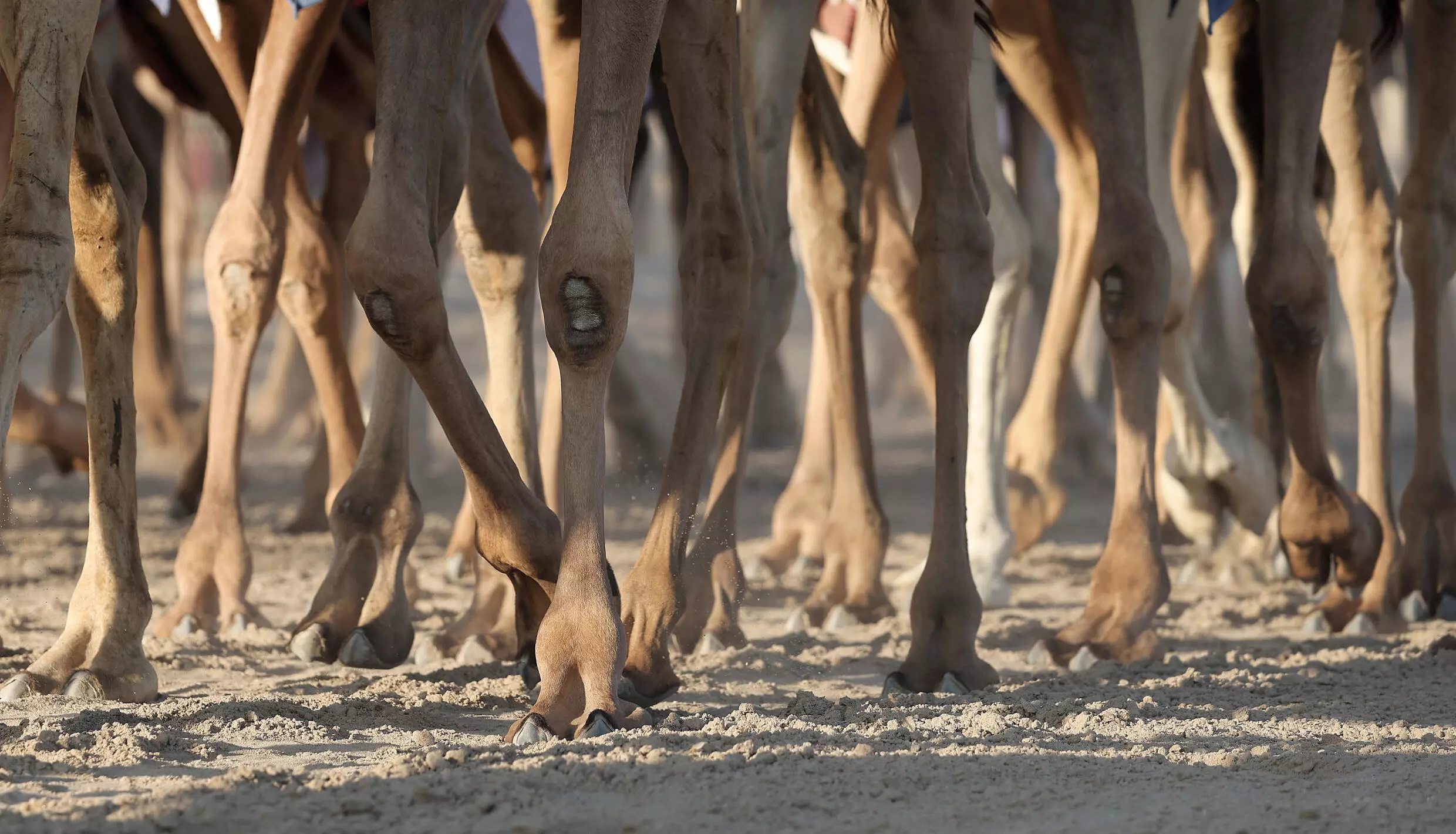 The only sport for me is racing, and when I'm by my camel I feel like the whole world is mine,' says one fan. Photo: AFP