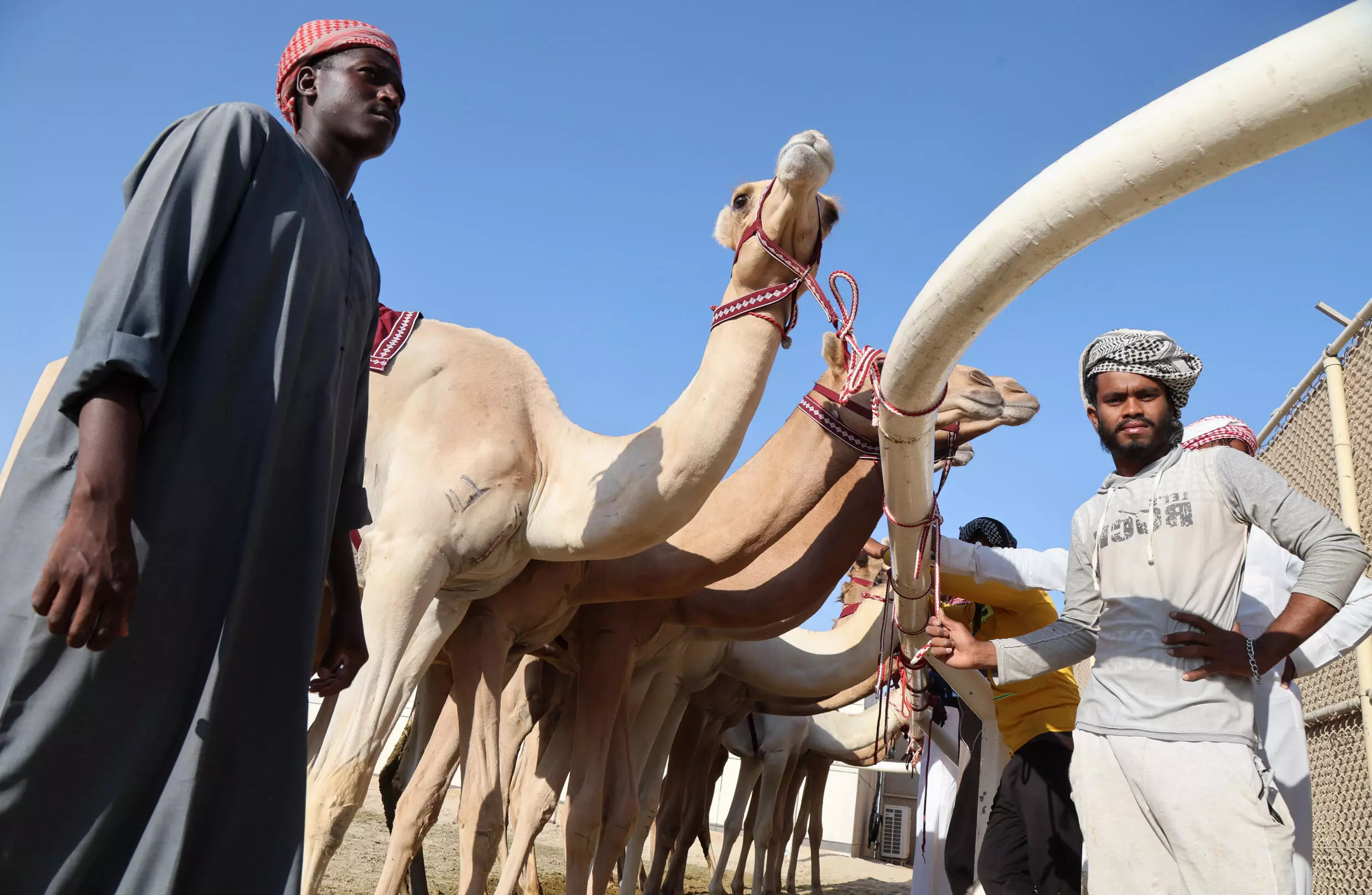 Up until two decades ago, camel jockeys had been young children brought in from poorer countries. Photo: AFP