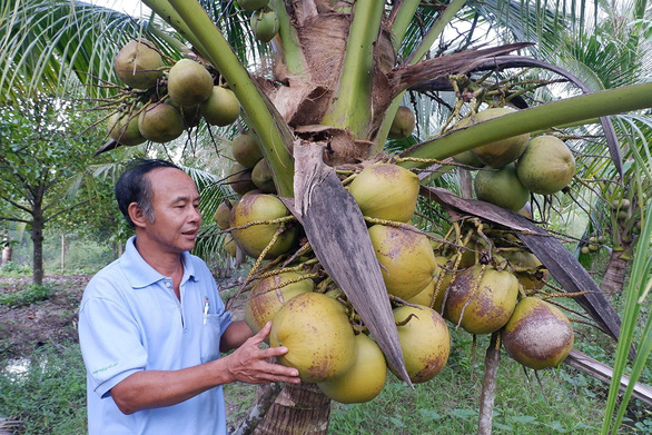 A file photos shows a local resident visiting his garden of 'dừa sáp' in Hoa Tan Commune, Cau ke District, Tra Vinh province. Photo: Son Lam / Tuoi Tre