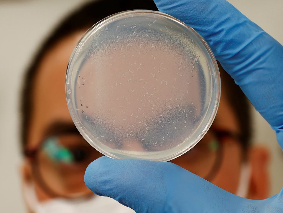 Hirotsu Bio Science Chief Technical Officer Eric Di Luccio poses with nematodes in a petri dish during a photo opportunity at the company's lab in Fujisawa, Kanagawa Prefecture, Japan November 28, 2022. Photo: Reuters