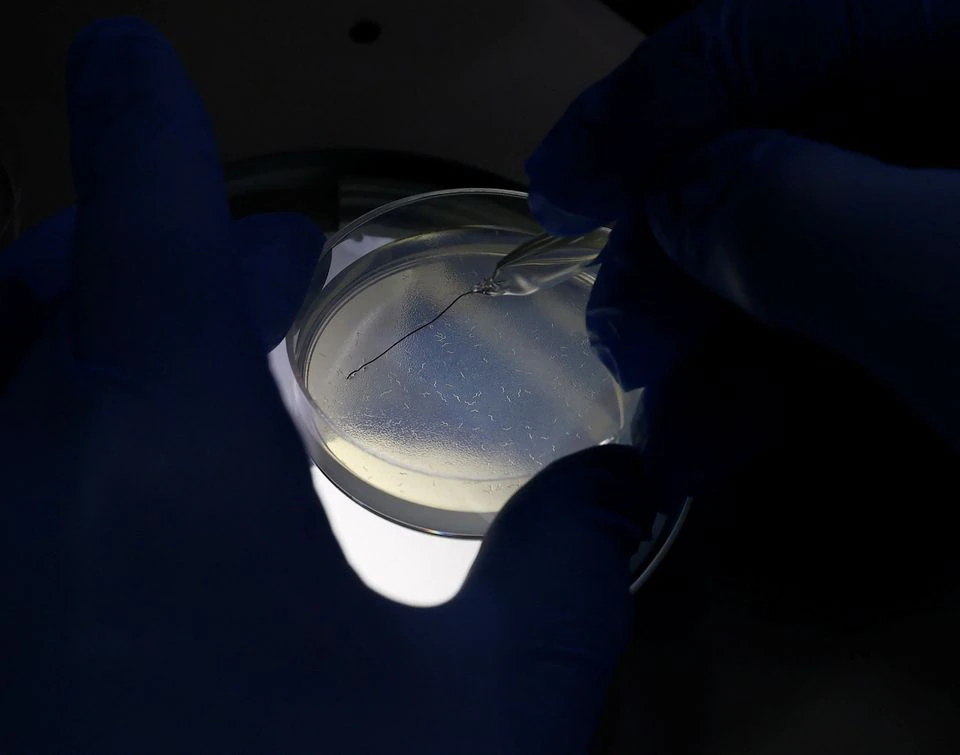 Hirotsu Bio Science Chief Technical Officer Eric Di Luccio examines nematodes in a petri dish during a photo opportunity at the company's lab in Fujisawa, Kanagawa Prefecture, Japan November 28, 2022. Photo: Reuters