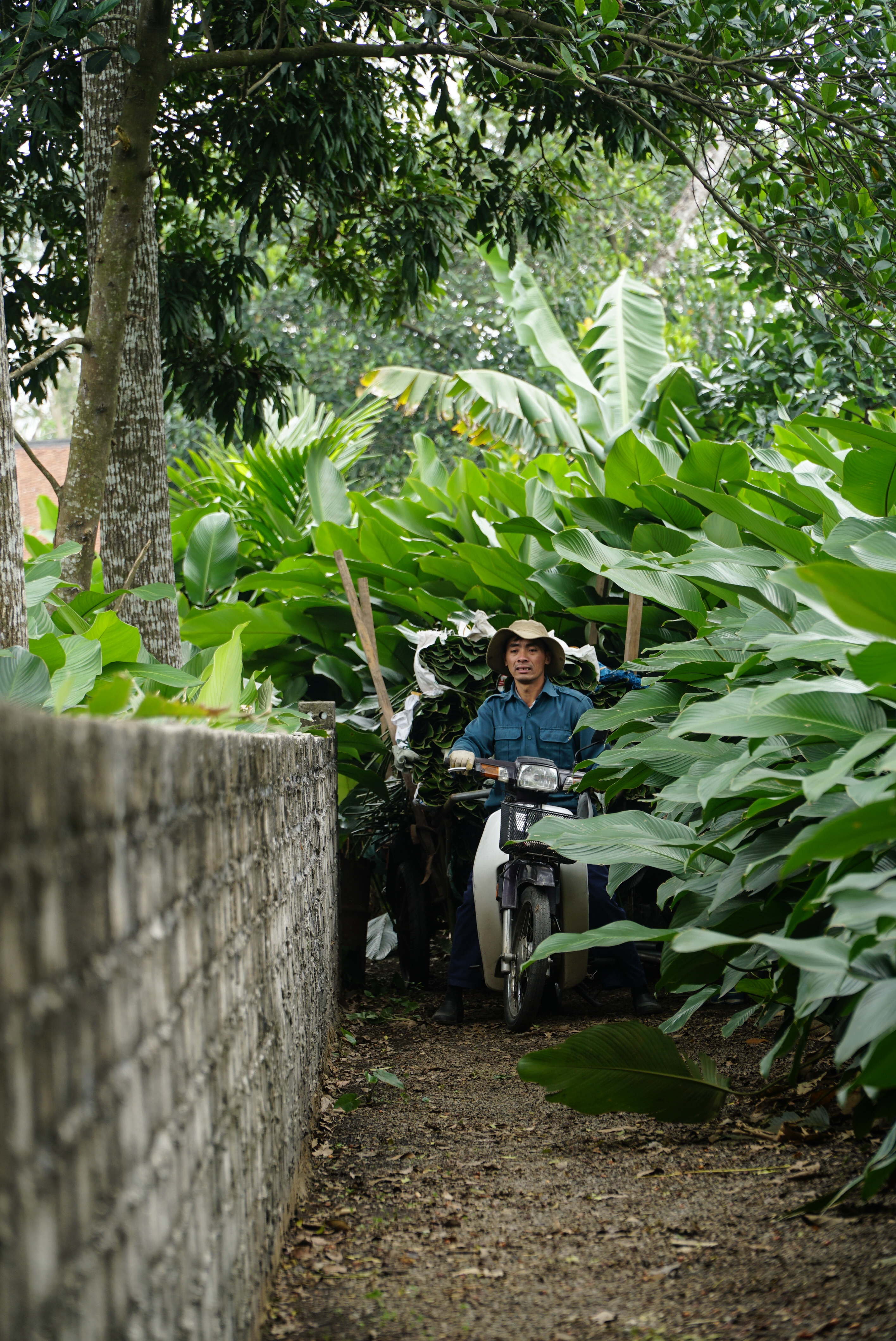 Nguyen Van Tu carries 'dong' leaves home on a motorbike after harvesting in Trang Cat Village, Thanh Oai District, Hanoi. Photo: Nguyen Hien / Tuoi Tre