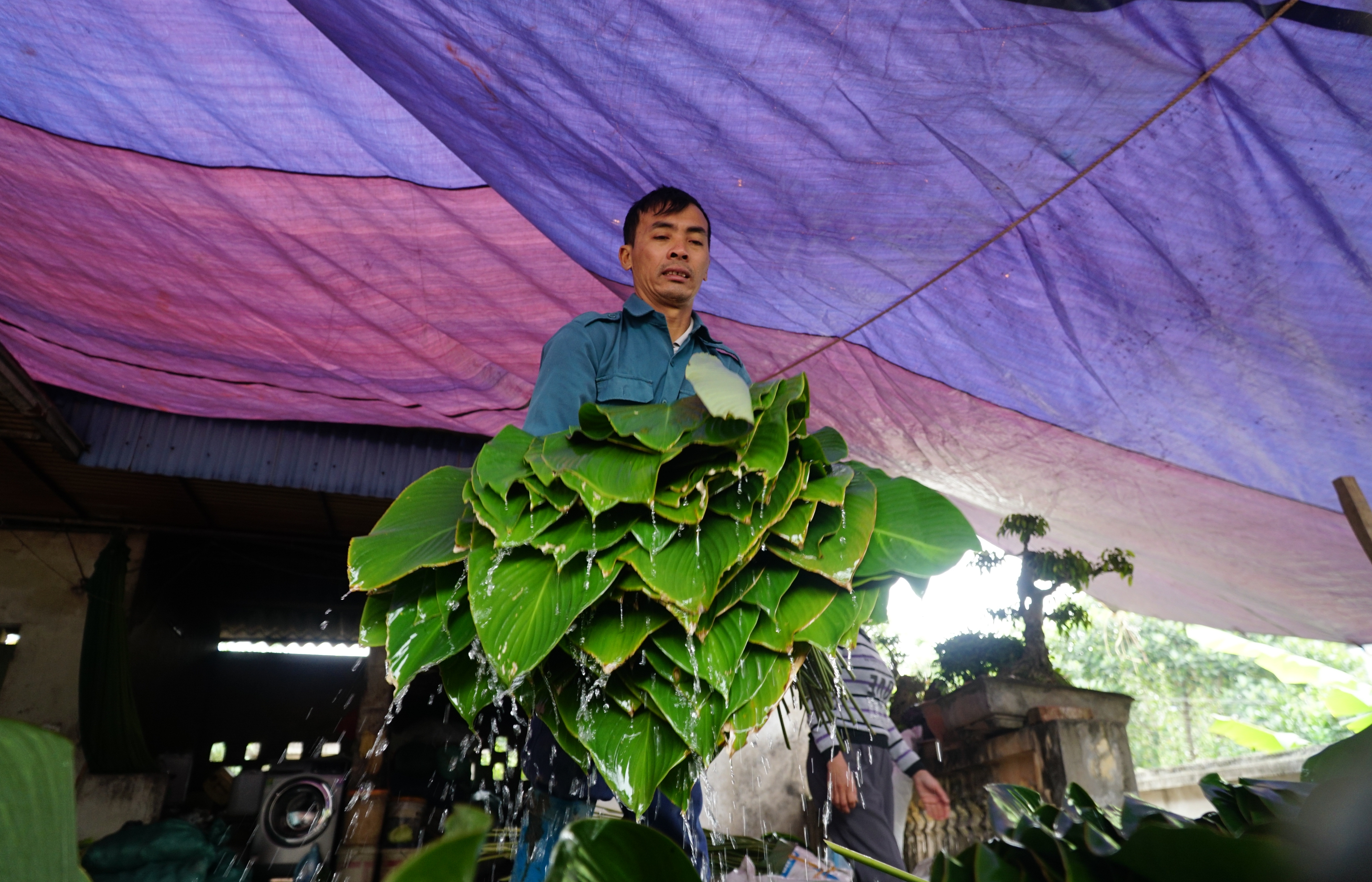 Nguyen Van Tu soaks ‘dong’ leaves in water after harvesting in Trang Cat Village, Thanh Oai District, Hanoi. Photo: Nguyen Hien / Tuoi Tre