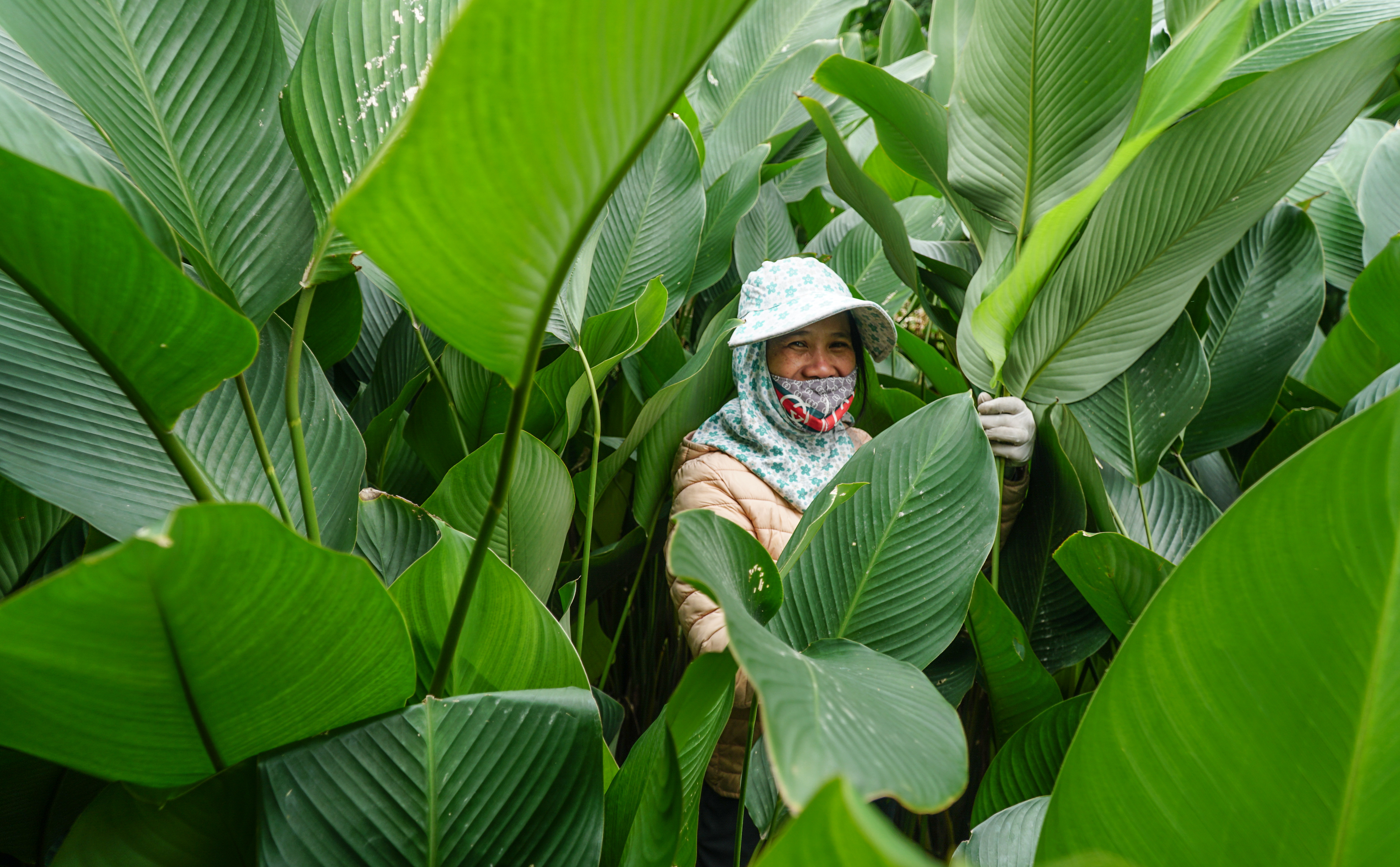 Chu Thi Thanh harvests ‘dong’ leaves in a field in Trang Cat Village, Thanh Oai District, Hanoi. Photo: Nguyen Hien / Tuoi Tre