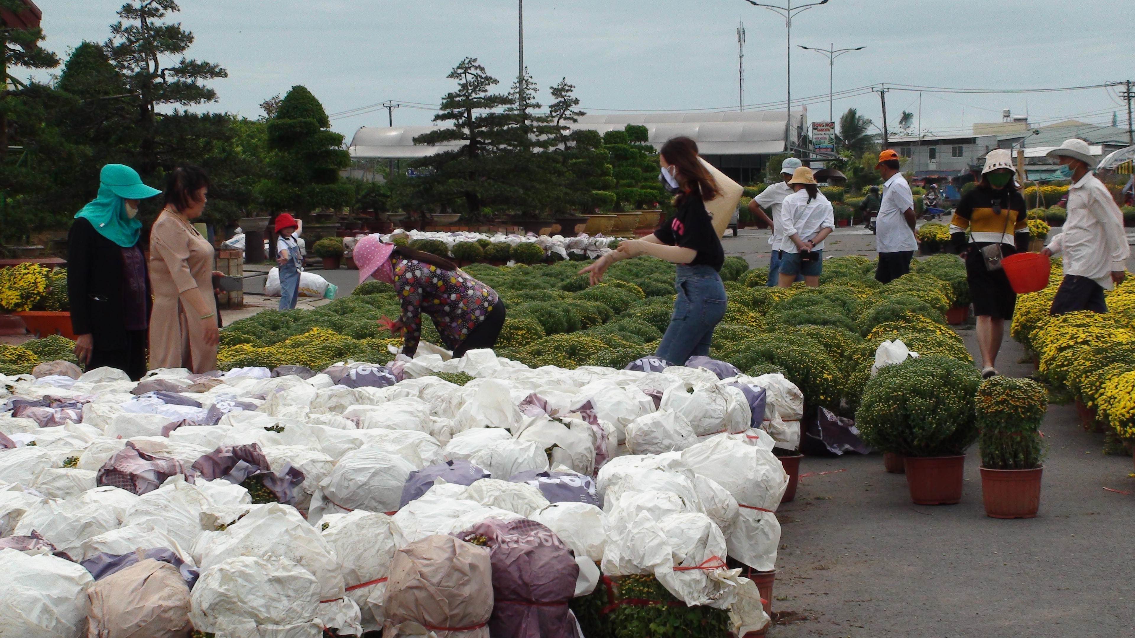 Farmers cover pots of flowers prior to delivering to other localities. Photo: Dang Tuyet / Tuoi Tre