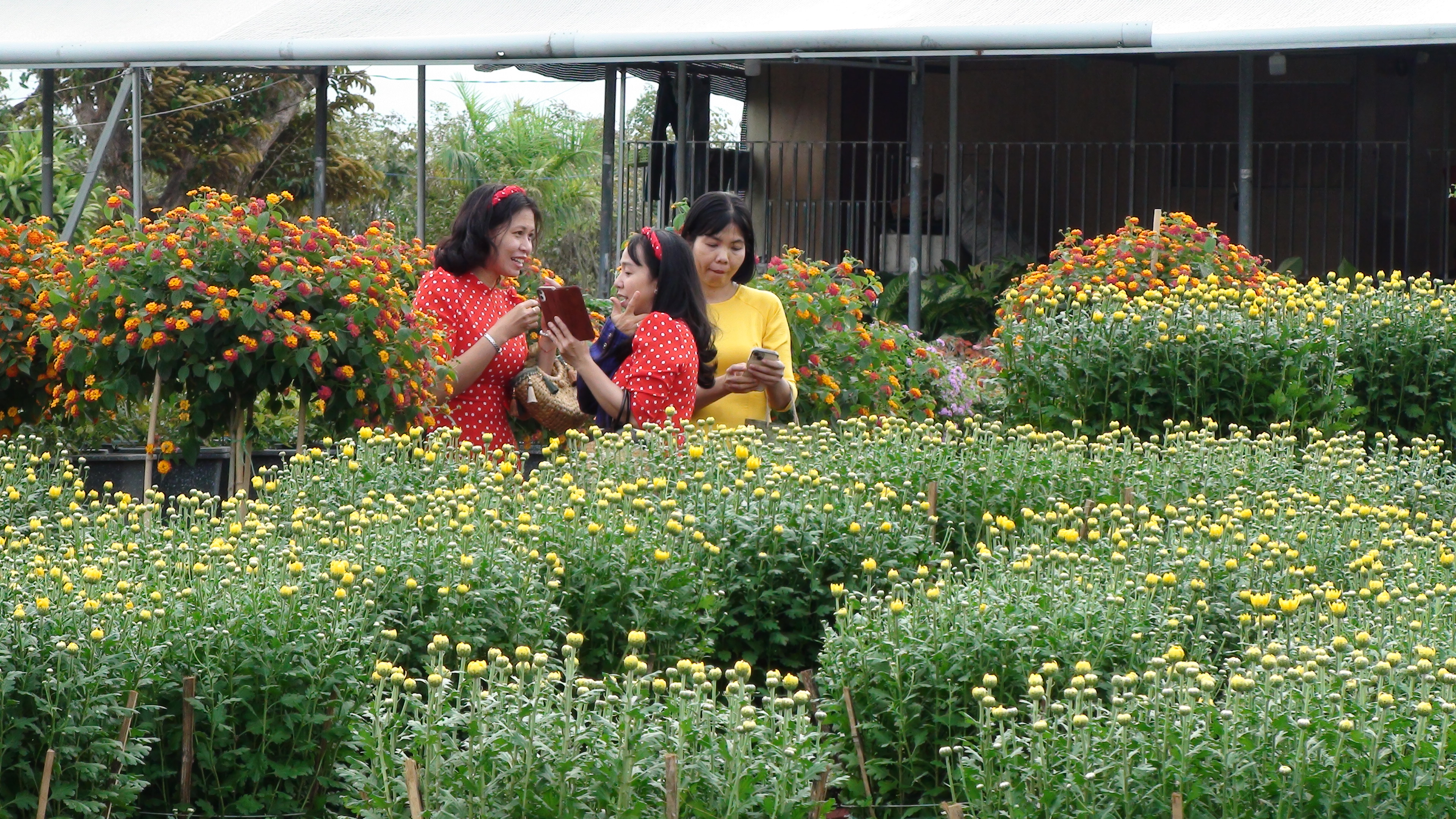 A group of women don ao dai (Vietnamese traditional dress) while visiting Sa Dec City in Dong Thap Province, Vietnam. Photo: Dang Tuyet / Tuoi Tre