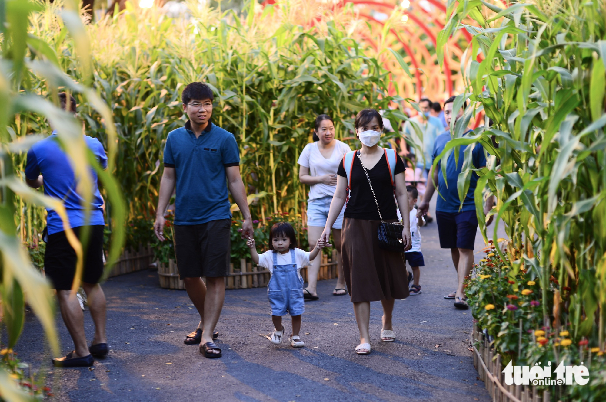 Visitors walk along the road with mature corn, which reflects a wish of a new successful year. Photo: Quang Dinh / Tuoi Tre