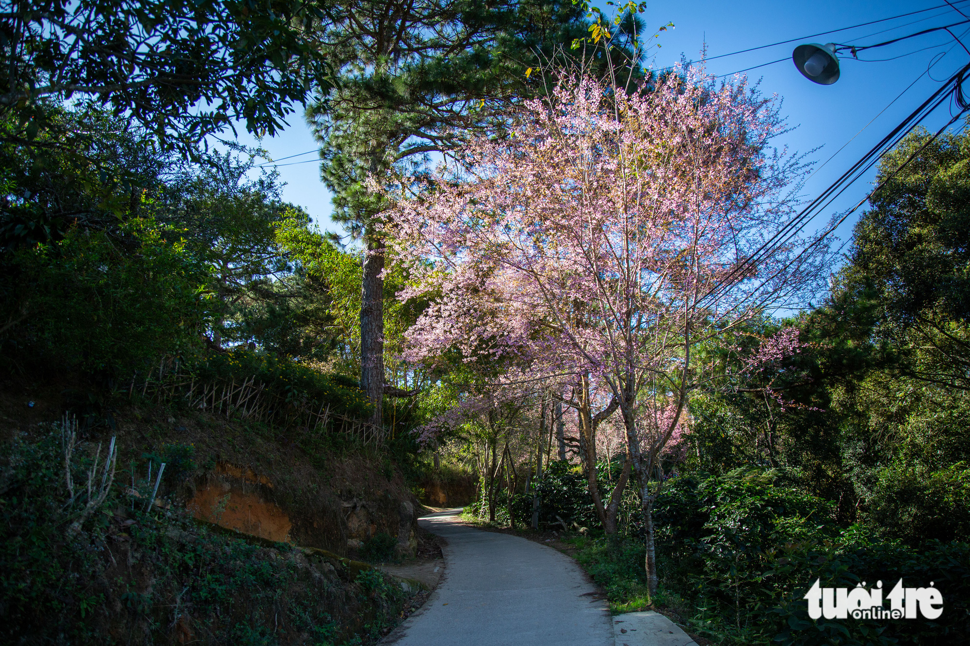 Blooming apricot trees in Da Lat City, Lam Dong Province, Vietnam. Photo: Tuoi Tre