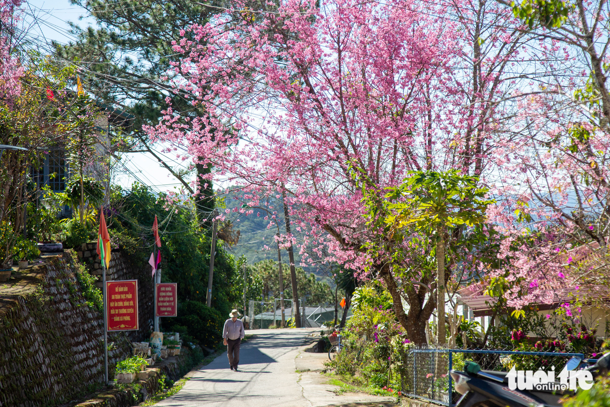 Blooming apricot trees along a street in Da Lat City, Lam Dong Province, Vietnam. Photo: Tuoi Tre