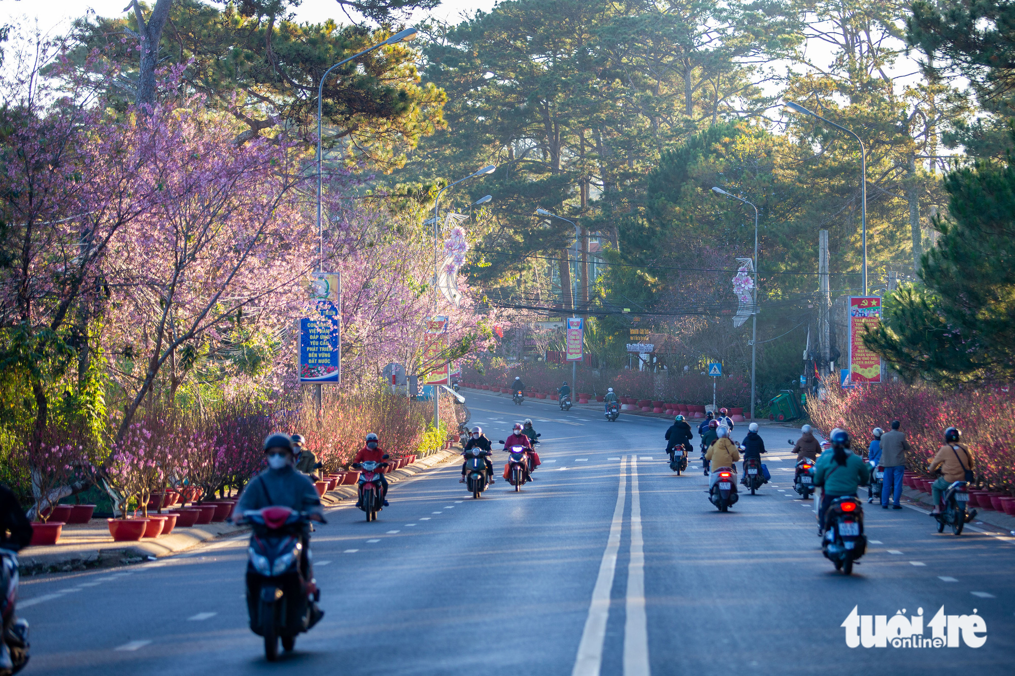 Blooming apricot trees along a street in Da Lat City, Lam Dong Province, Vietnam. Photo: Tuoi Tre