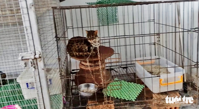 A screenshot from a video shows a wildcat Tri keeps at a house at Nhi Binh Commune, Hoc Mon District, Ho Chi Minh City.