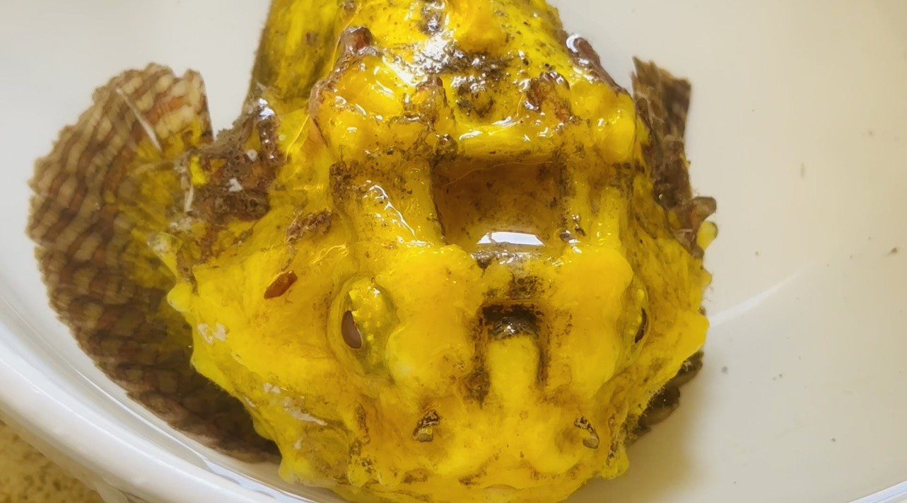 A golden stonefish was found near Ly Son Island off Quang Ngai Province in central Vietnam. Photo: T.H. / Tuoi Tre