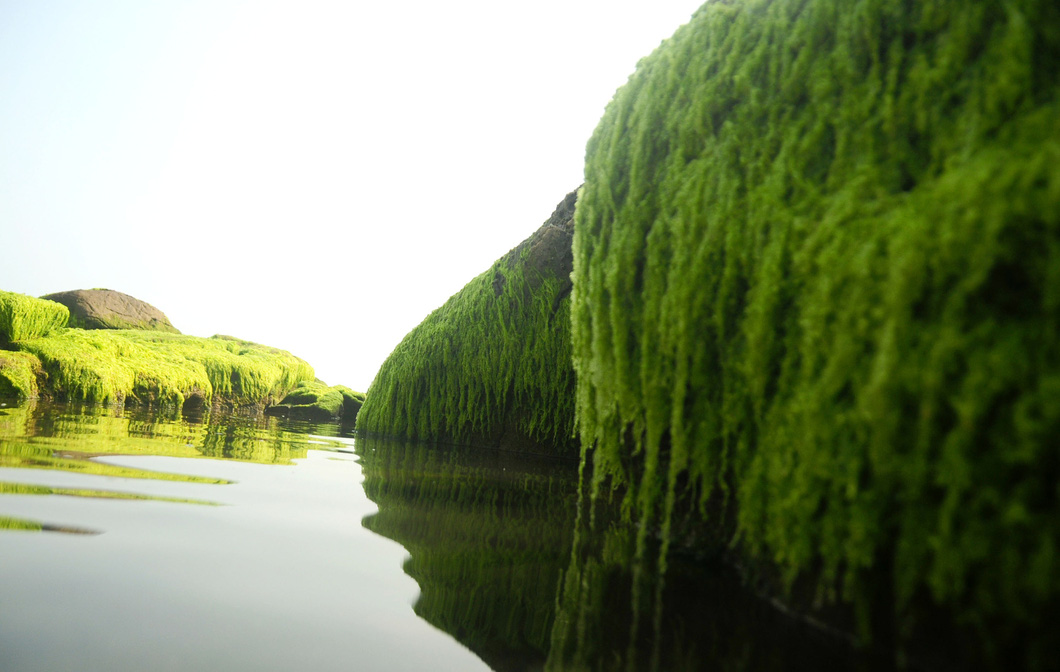 Moss grows on the rocks and droops to the water surface. Photo: B.D. / Tuoi Tre