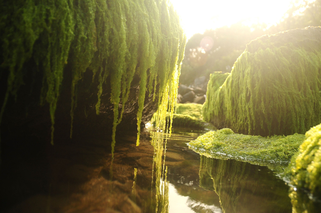 The moss-coated rocks have attracted many local residents and tourists. Photo: B.D. / Tuoi Tre