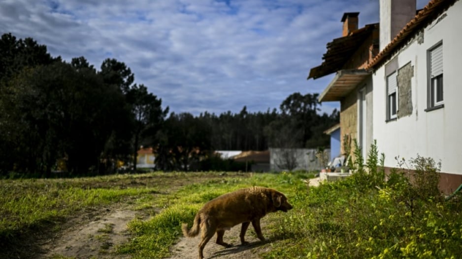 Bobi has never been chained up or put on a lead. Photo: AFP