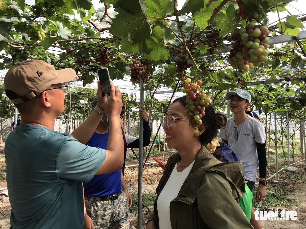 Visitors pose for a photo with grapevines. Photo: Dang Tuyet / Tuoi Tre